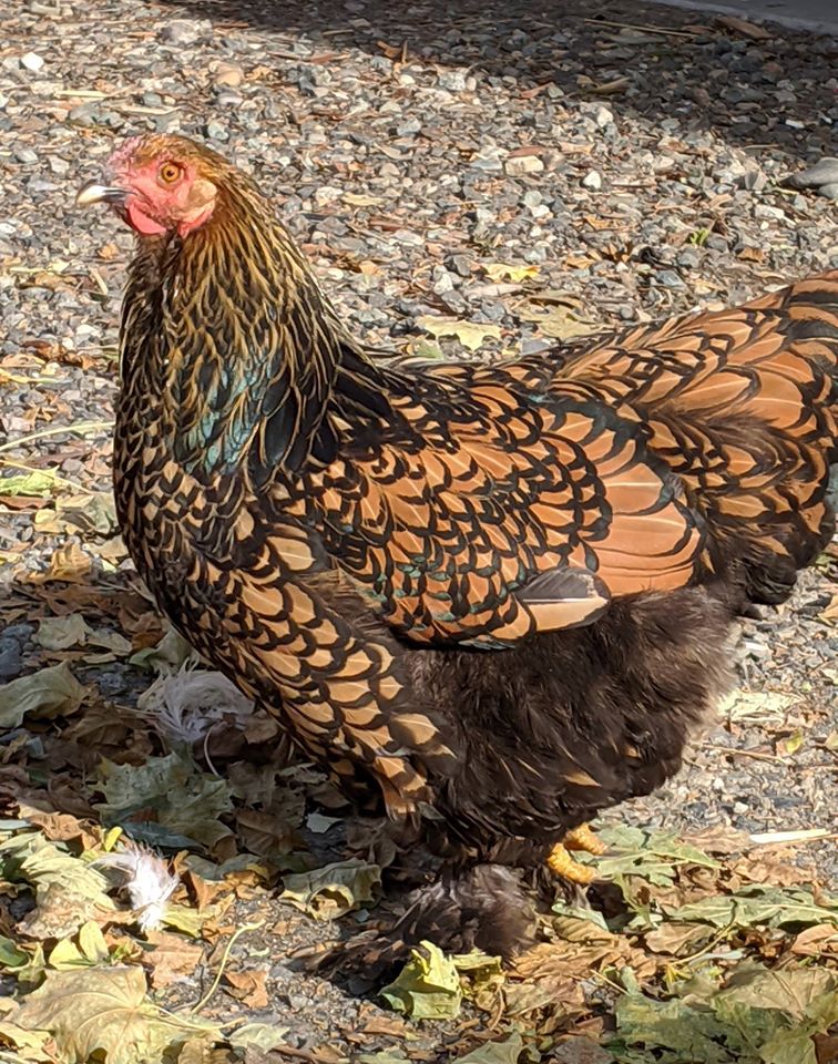 Gold Laced Brahma Chick