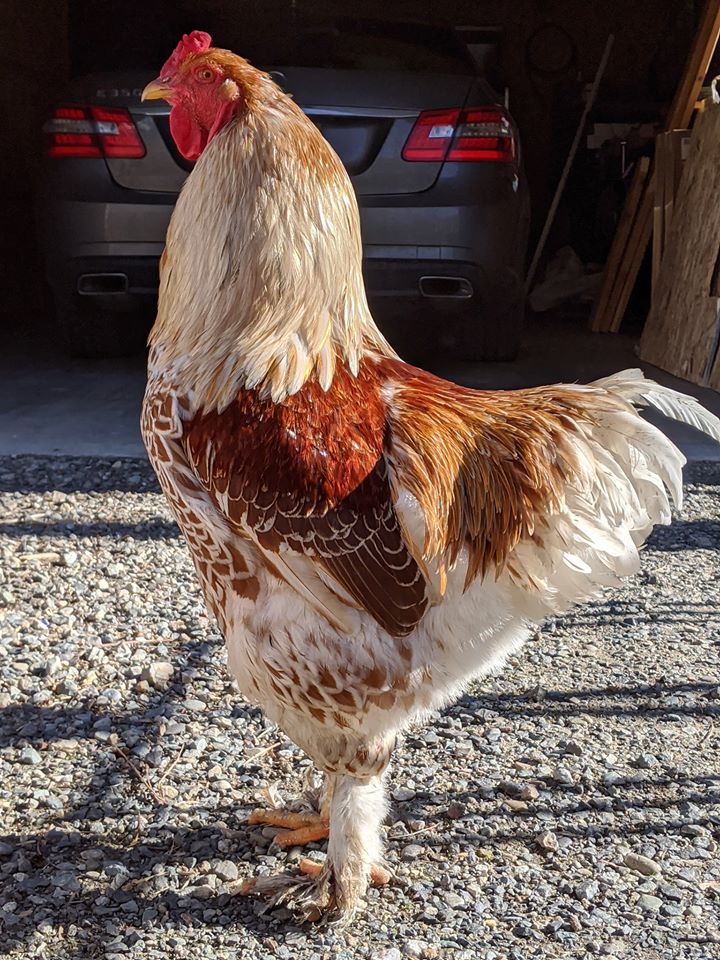 Gold Laced Brahma Hen