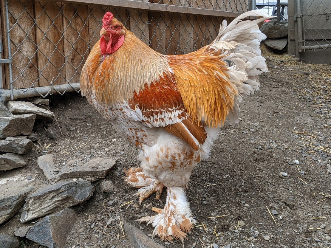 Brahma Chicken Buff/Gold - Pipinchick Silkies